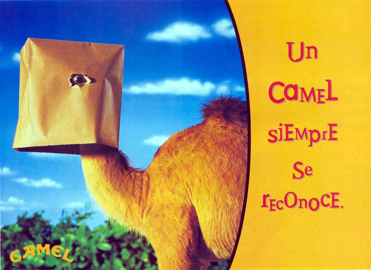 Camel_18