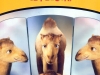Camel_26